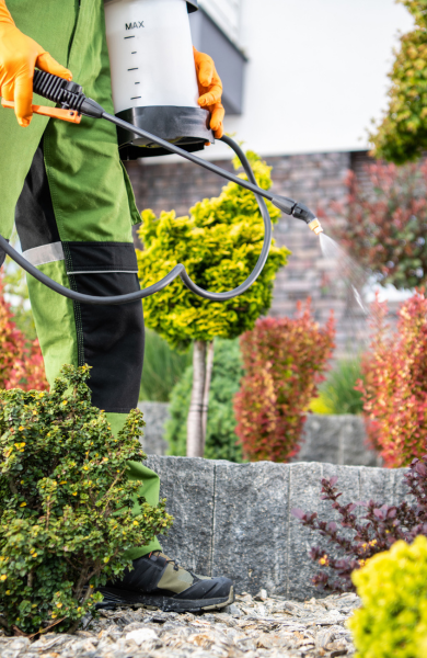 Copy of Tree and shrub(2)