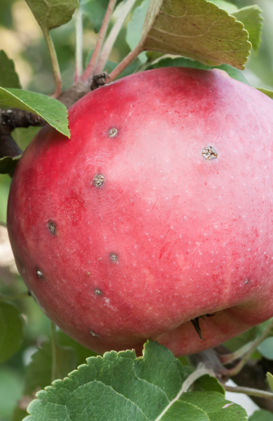 apple scab treatments apple scab treatments