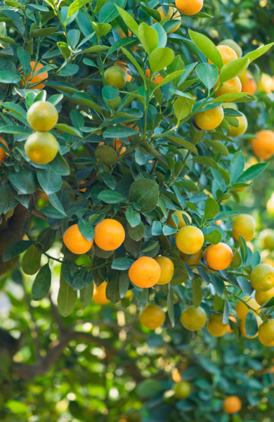 fruit tree fruit tree